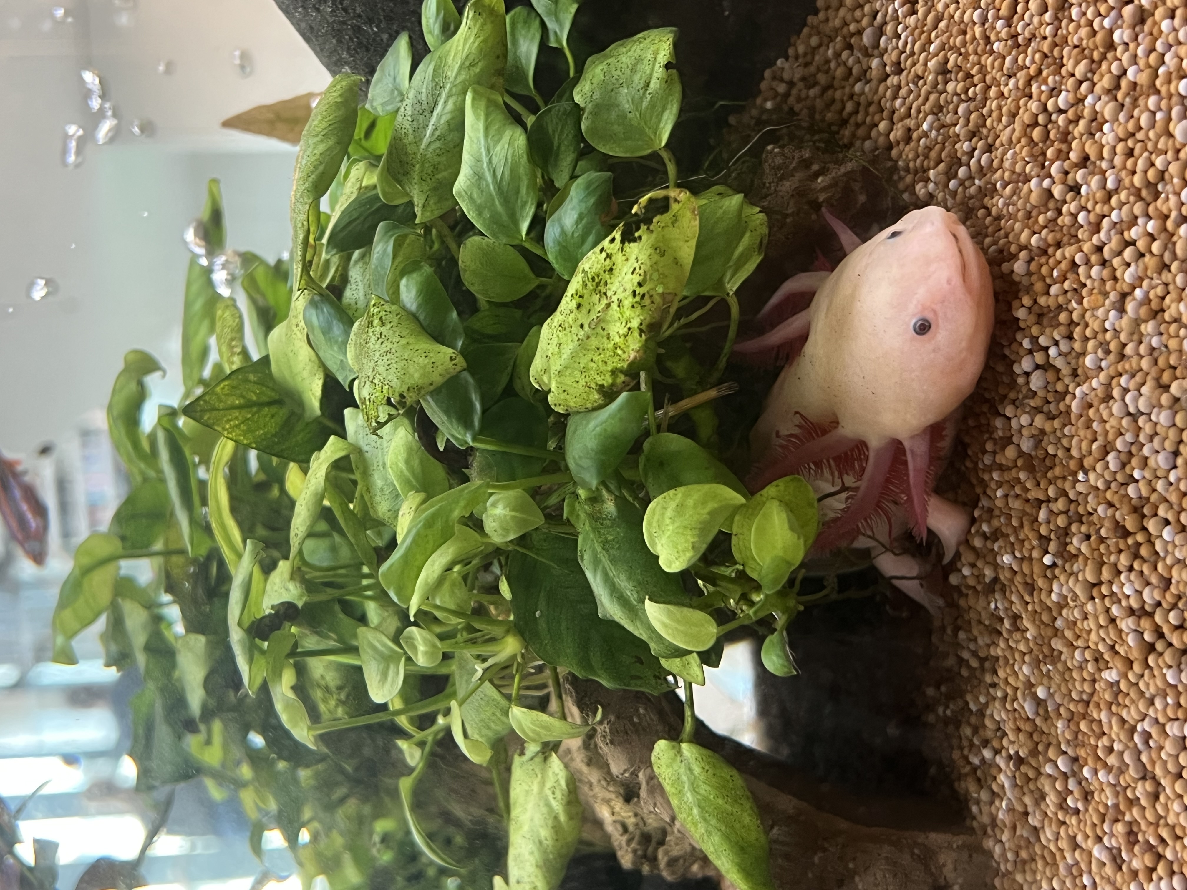 Blub